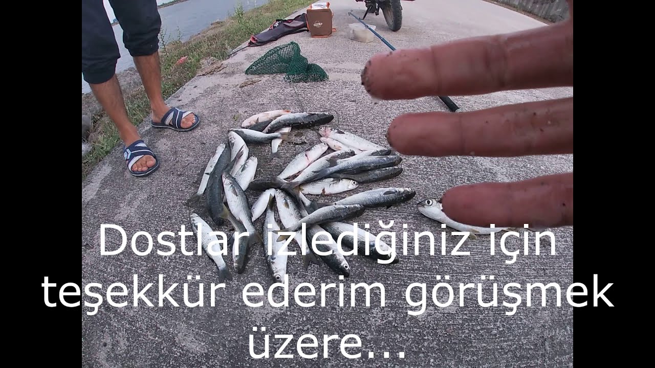 Kefal Sürüsüne Denk Geldik, Kefal, Vatoz Balığı Avı #12