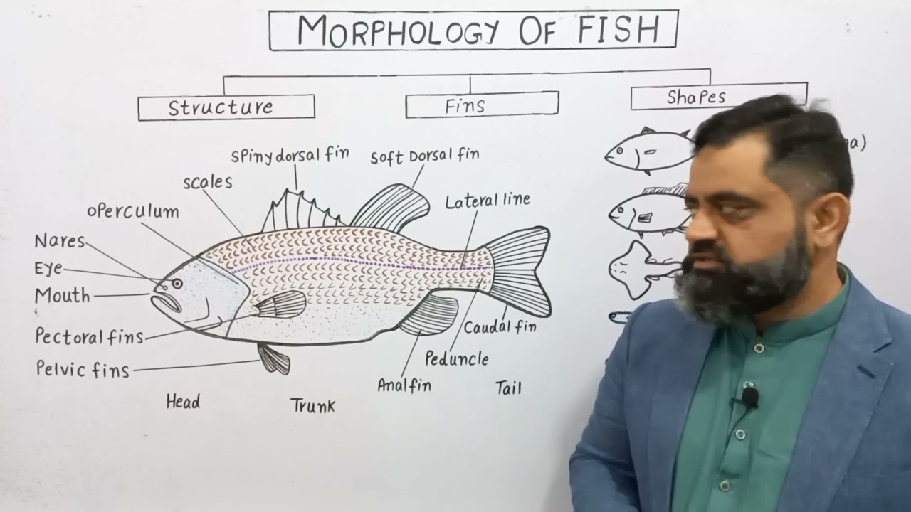 Morphology of Fish English Medium 
