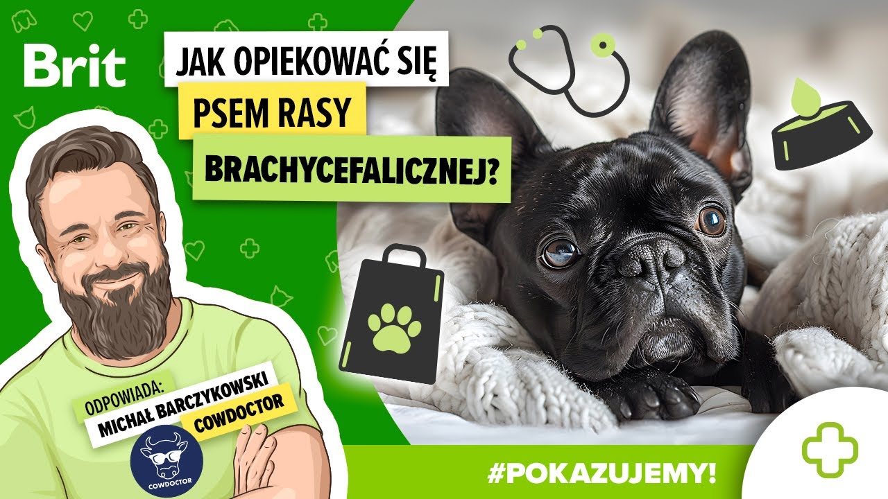 ODPOWIADAMY: Jak opiekować się psem rasy brachycefalicznej? - Brit Polska