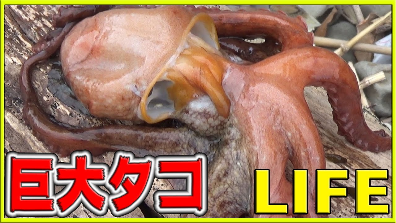【０円大食い】海で自給自足！巨大タコとゾンビ魚を獲って食う【LIFE】