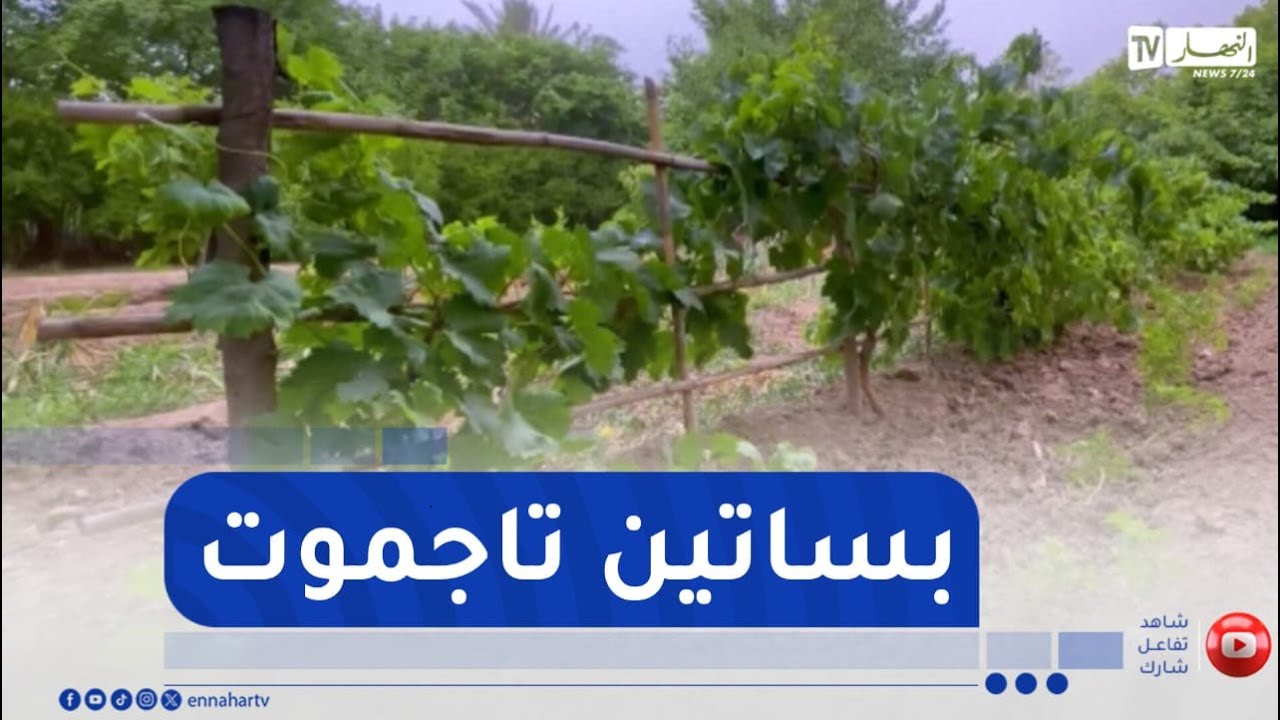 من عمق الجزائر / الاغواط.. بساتين تاجموت ..  تاريخ يحاكي أصالة المنطقة وسحر الطبيعة