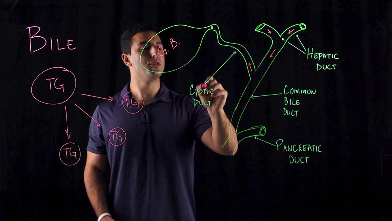 Transfer of Bile Through Digestive System