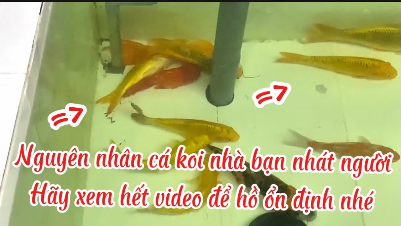 Nguyên Nhân Cá Koi Nhát Người Nằm Đáy Dành Cho Người Mới Chơi - Kết Quả Bất Ngờ.Hồ Của Anh Linh.