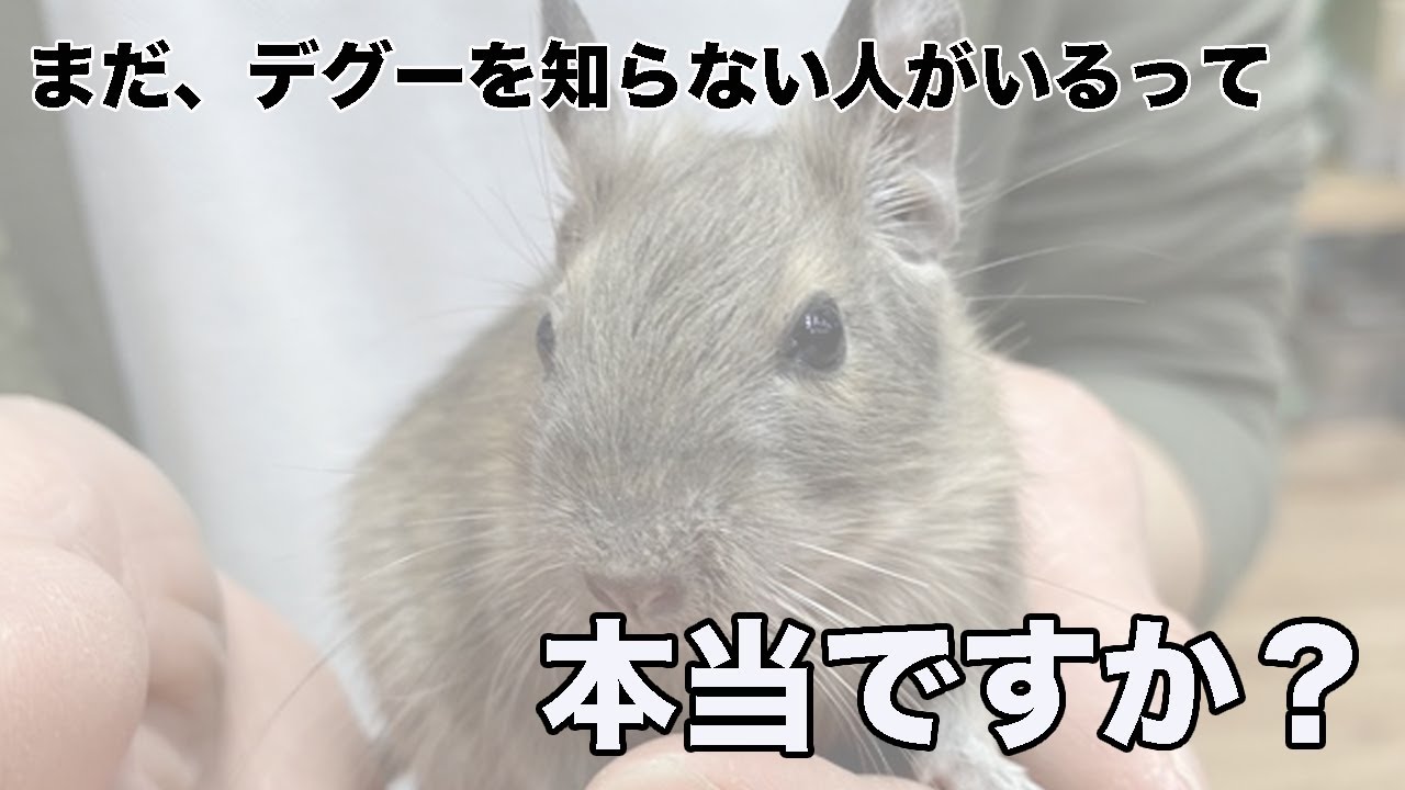 秋のベビーラッシュ！！デグーオータムカタログ♪