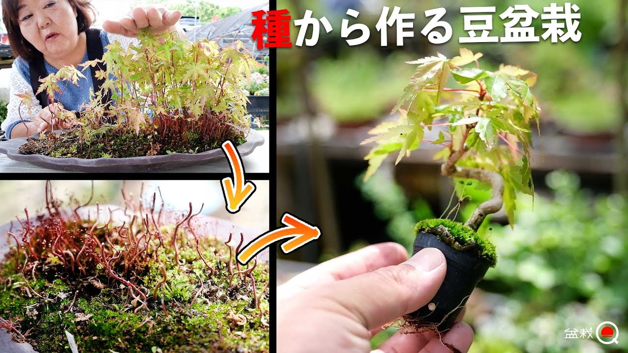 実生のモミジを豆盆栽にする方法。【盆栽Q】