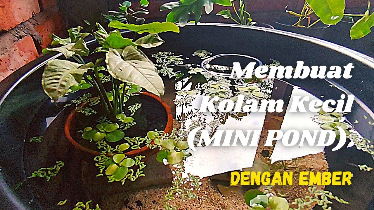 Membuat Kolam Kecil (Mini Pond) dengan Ember untuk Ikan dan Tanaman
