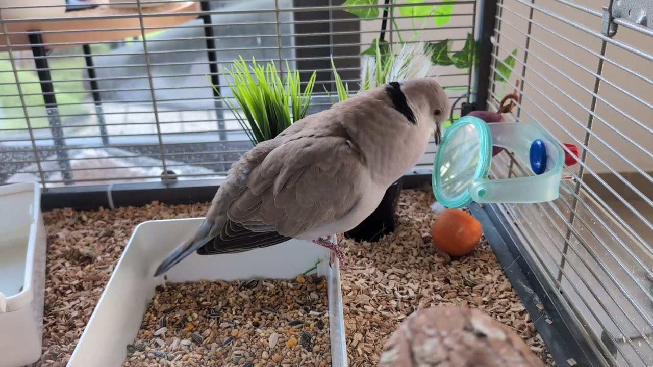 Petdove Skippy has a new cooing spot in the aviary!  Ellis was tired and almost falling asleep ...