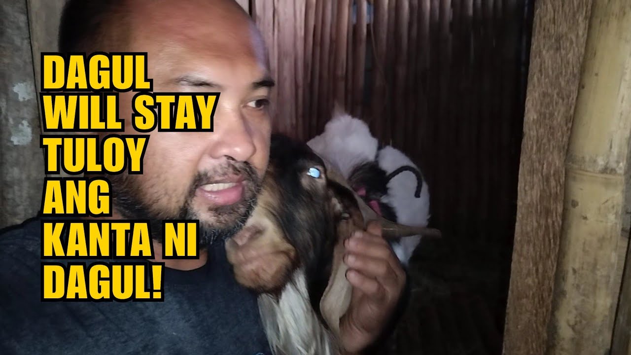 DAGUL WILL STAY TULOY ANG KANTA NI DAGUL!