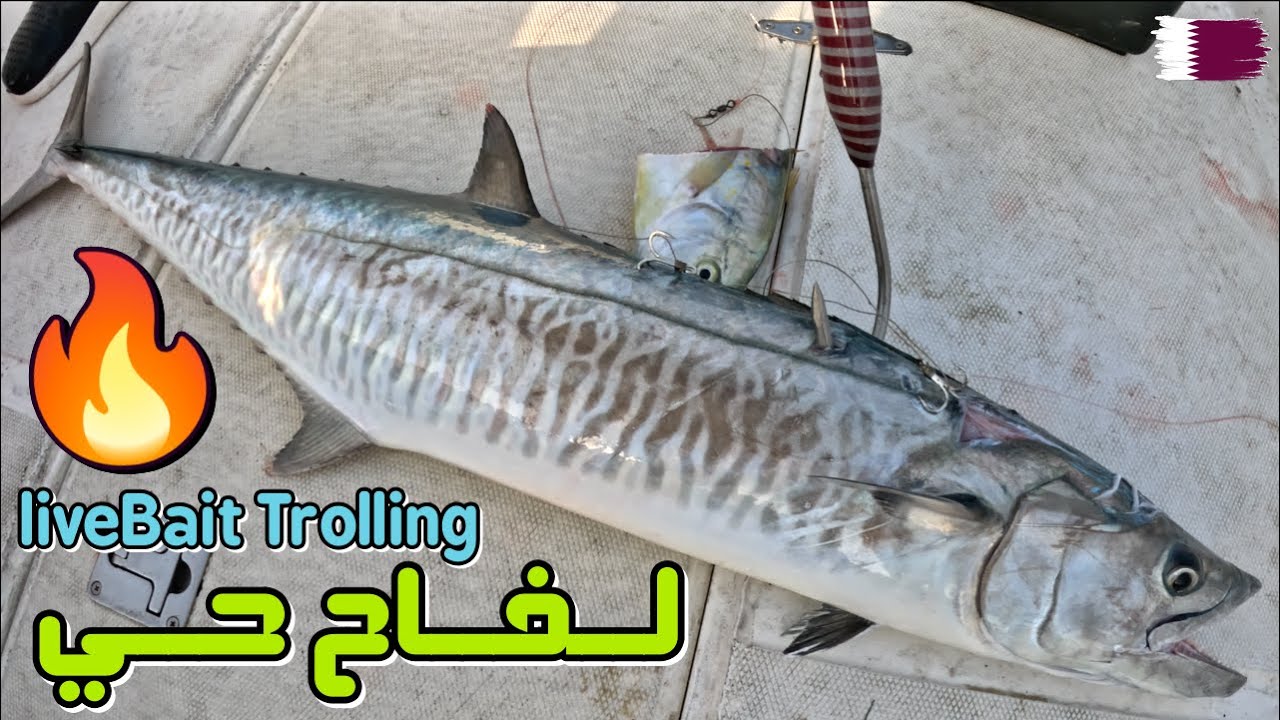 Qatar Fishing livebait trolling for Spanish mackerel لفاح الحي و صيد الكنعد في قطر