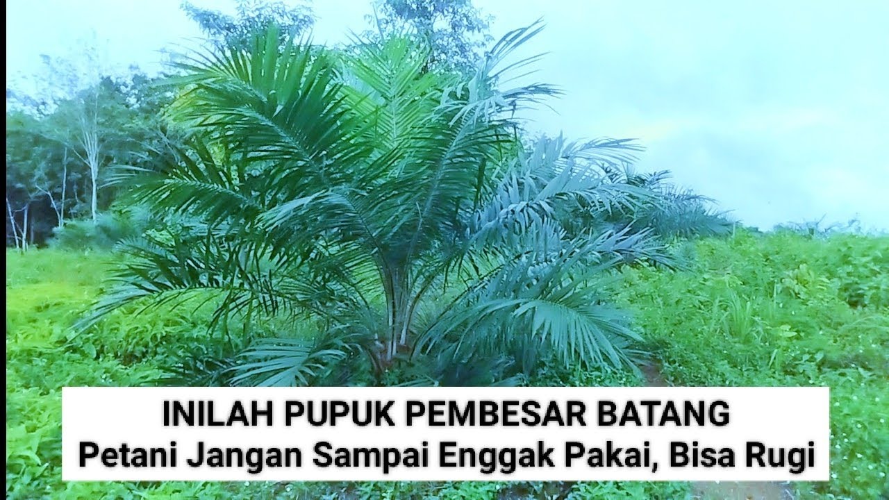 Pupuk Pembesar Batang Sawit, Untuk Sawit Supaya Bisa Cepat Panen