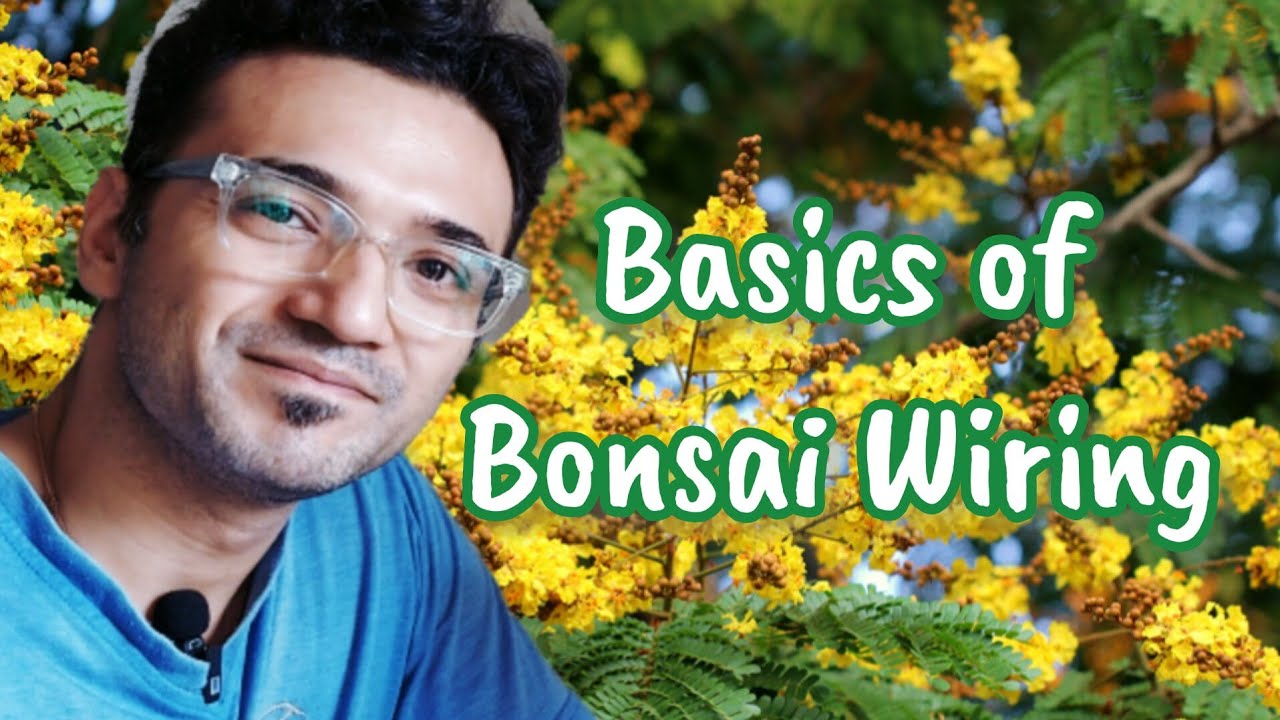 Basic Bonsai Wiring on Yellow Fire Training Bonsai | पीले गुलमोहर की बेसिक वाइरिंग