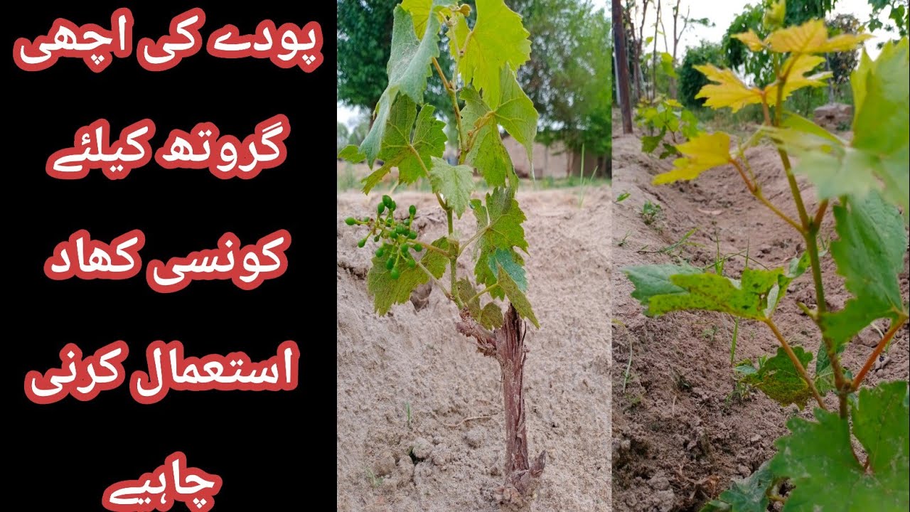 پودے کی اچھی گروتھ کے لئے  کونسی کھاد استعمال کرنی چاہیے