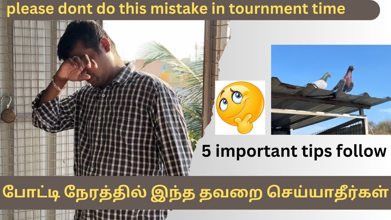 Don’t do this mistake in tournament time at your pigeon || best 5 tips || #pigeon #petsworld #love