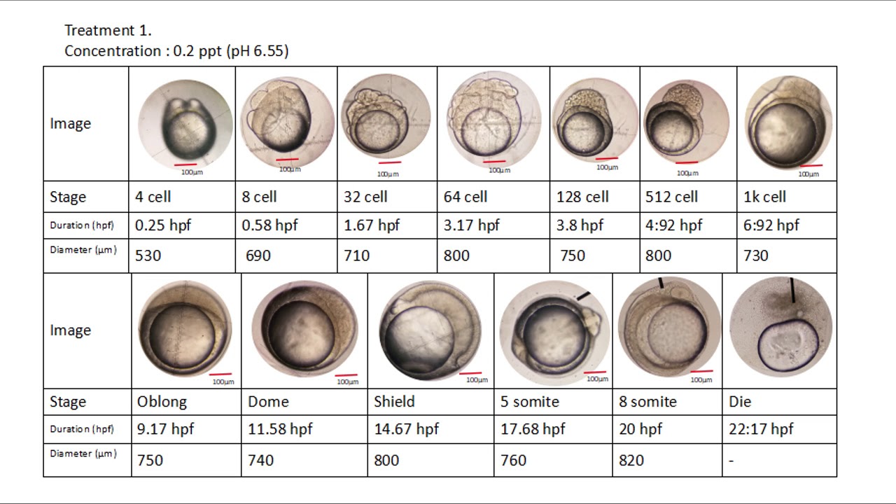 G10  Embryogenesis of Anabas testudineus
