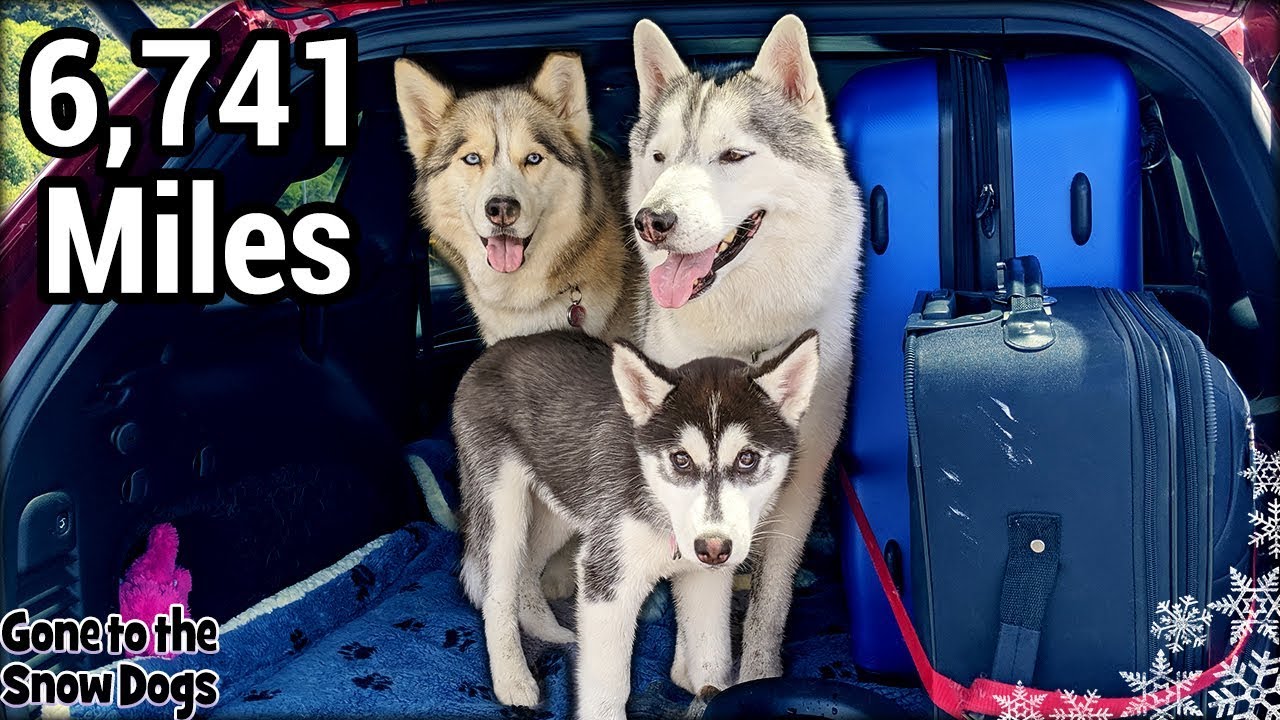 My Huskies EPIC Cross Country Road Trip | Travel With Dogs