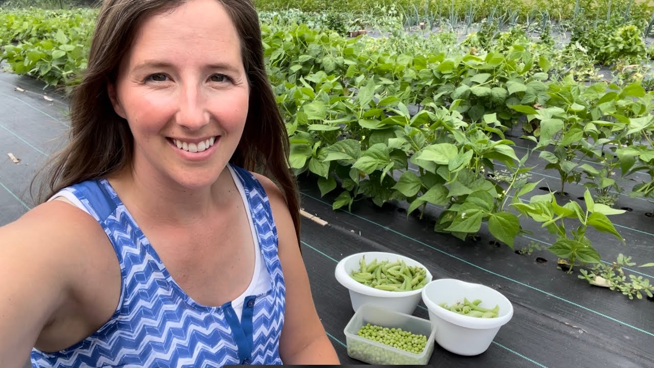 Freeze Drying Sugar Snap Peas // Making It Homestead