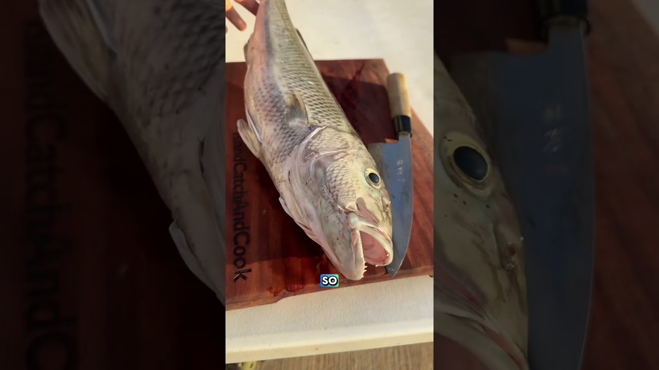 Catching and Rating Every Fish in Hawai&rsquo;i part 55: Uku #catchandcook #spearfishing #uku #cooking