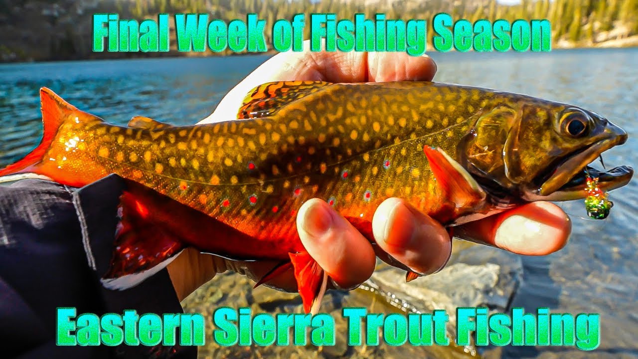 End of Season Fishing in Mammoth Lakes | Eastern Sierra Fishing | Trout Fishing
