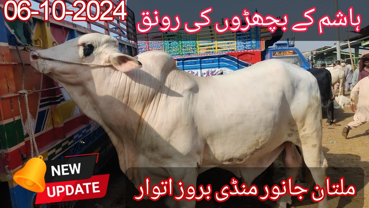 Hashim K Bachron Ny Ronak Laga Di Mandi Main Latest Updates Sunday 06-10-2024