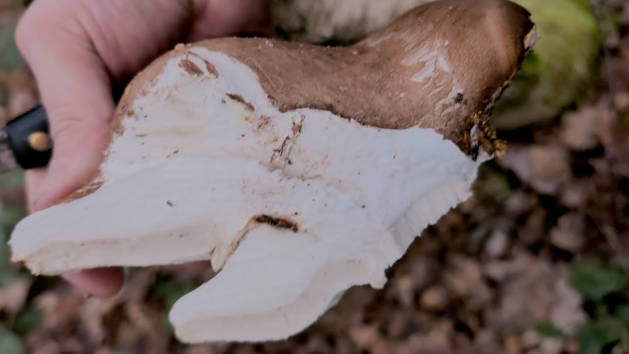 Birch and Birch Polypore 