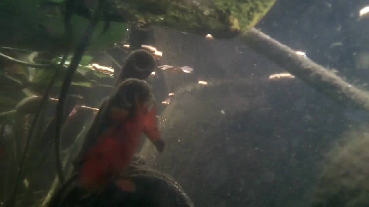 Kodak Playsport HD - Underwater Pond Test