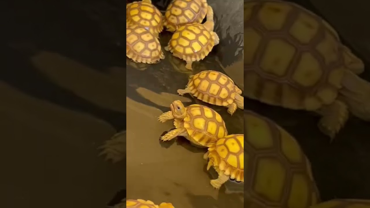 Черепашьи детеныши вылупляются из-под земли 🐢