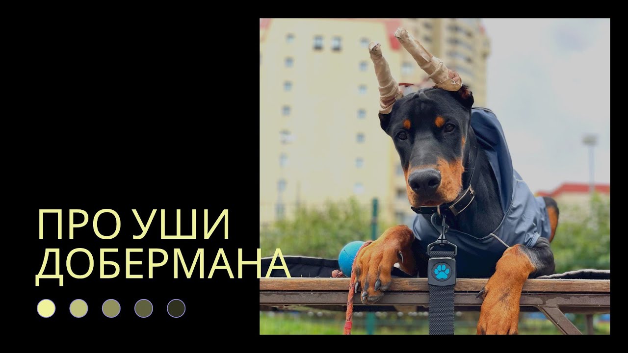 Уши добермана: где купировали, как ставили #доберманы