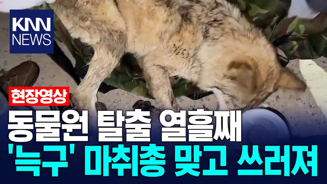 [풀버전] 긴박했던 '늑구' 생포의 순간... 오월드 복귀/ KNN