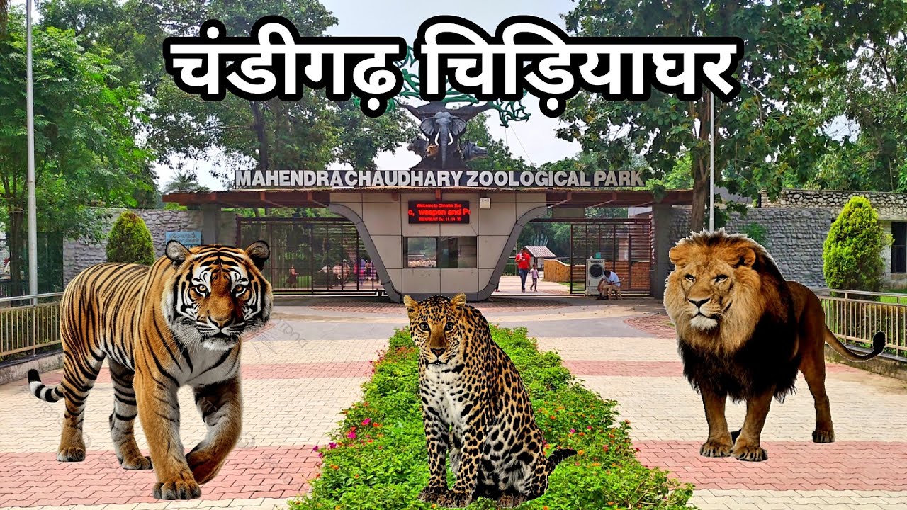 Chandigarh Zoo | चंडीगढ़ चिड़ियाघर | Mahendra Chaudhary Zoological Park | Chandigarh Punjab