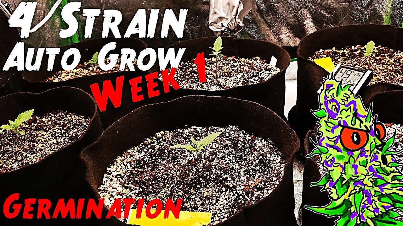 4 Strain Autoflower Grow Ep.1 | Week 1 (Germinating Autoflowers)
