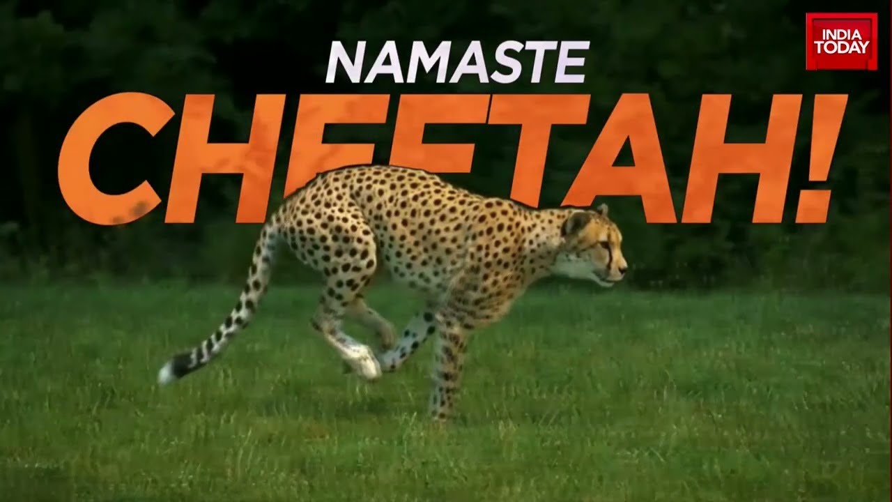 Watch Live: 12 African Cheetahs Arrive At Gwalior Air Base | Exclusive Footage