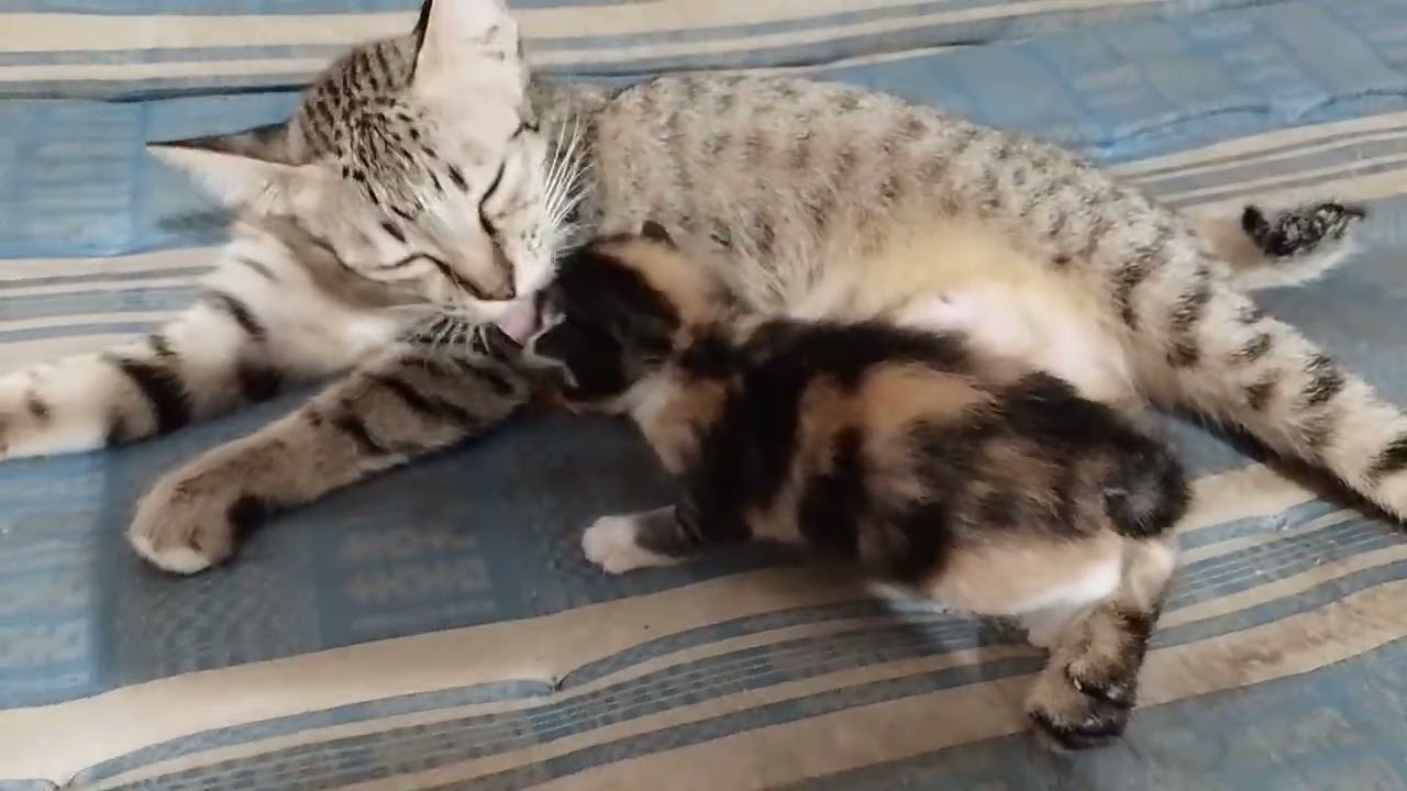 Bayi Kucing Telon Yang Lucu 