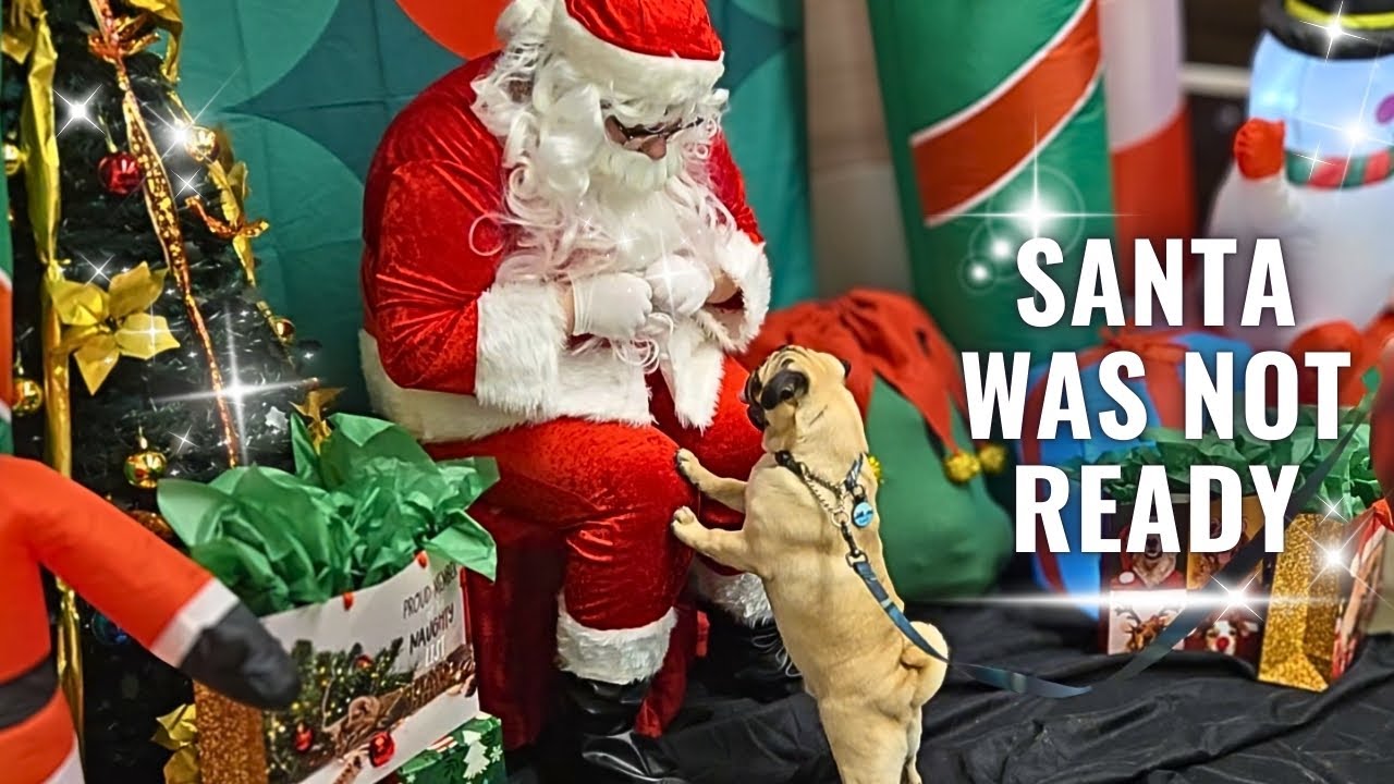 I Took my PUG to See Santa 🎅 | Pet Store Adventure #pug