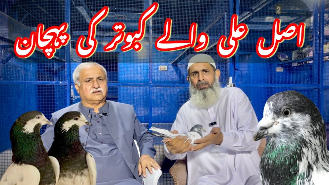 Asal Ali waly kabootar || #amjadaliofficial #aliwalypigeon 