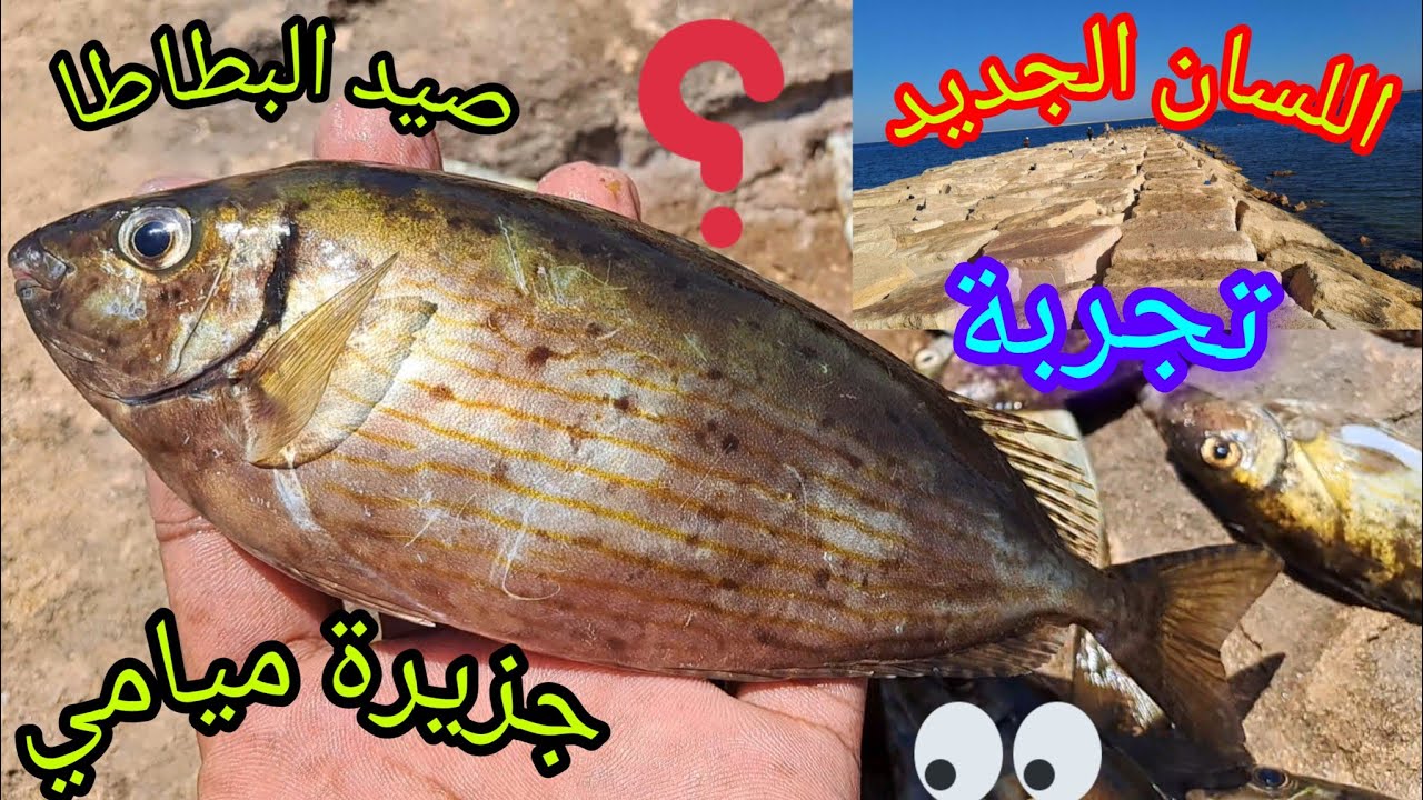 احلي اصطباحة علي البطاطا وتجربة صيد في اللسان الجديد وجزيرة ميامي #هاوي_صيد