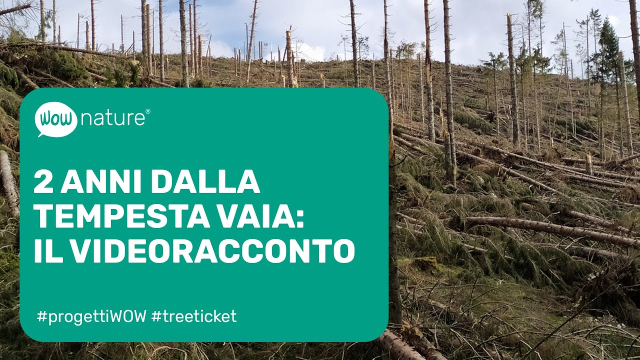 Due anni dalla tempesta Vaia: il videoracconto | WOWnature