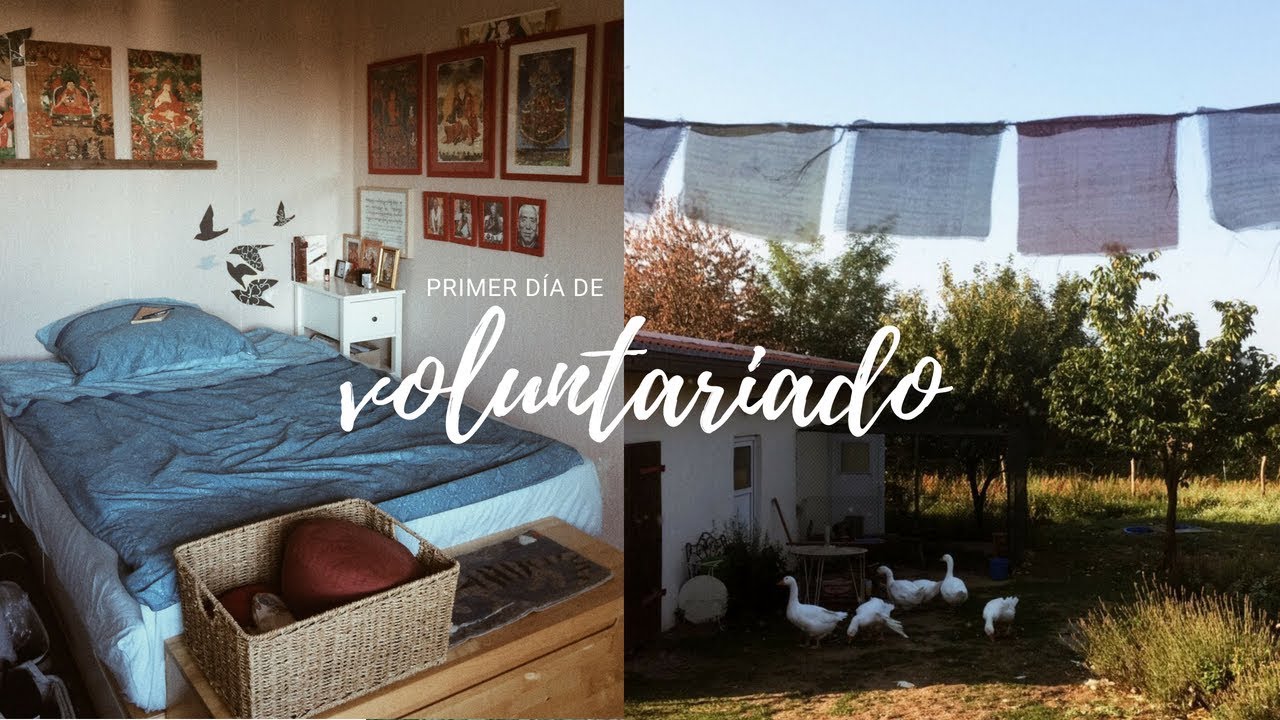 VOLUNTARIADO | Los animales, Room Tour y el Santuario