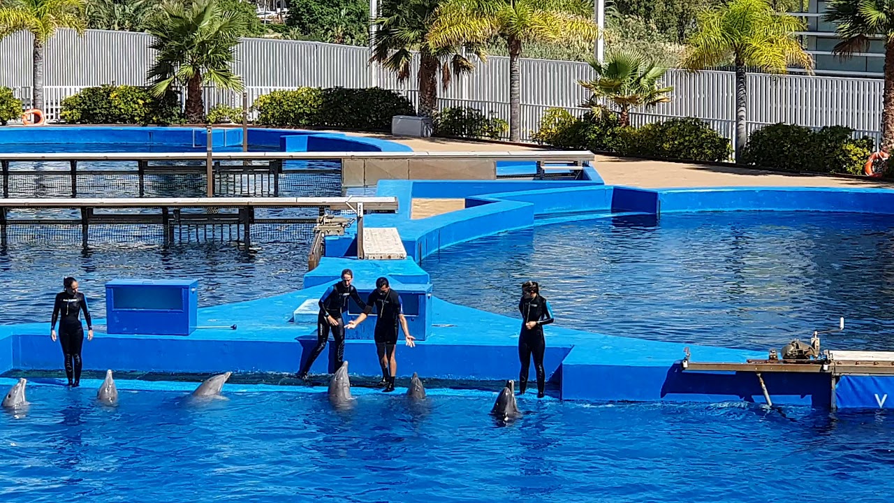 Espectáculo delfines oceanogràfric Valencia  4k pt1