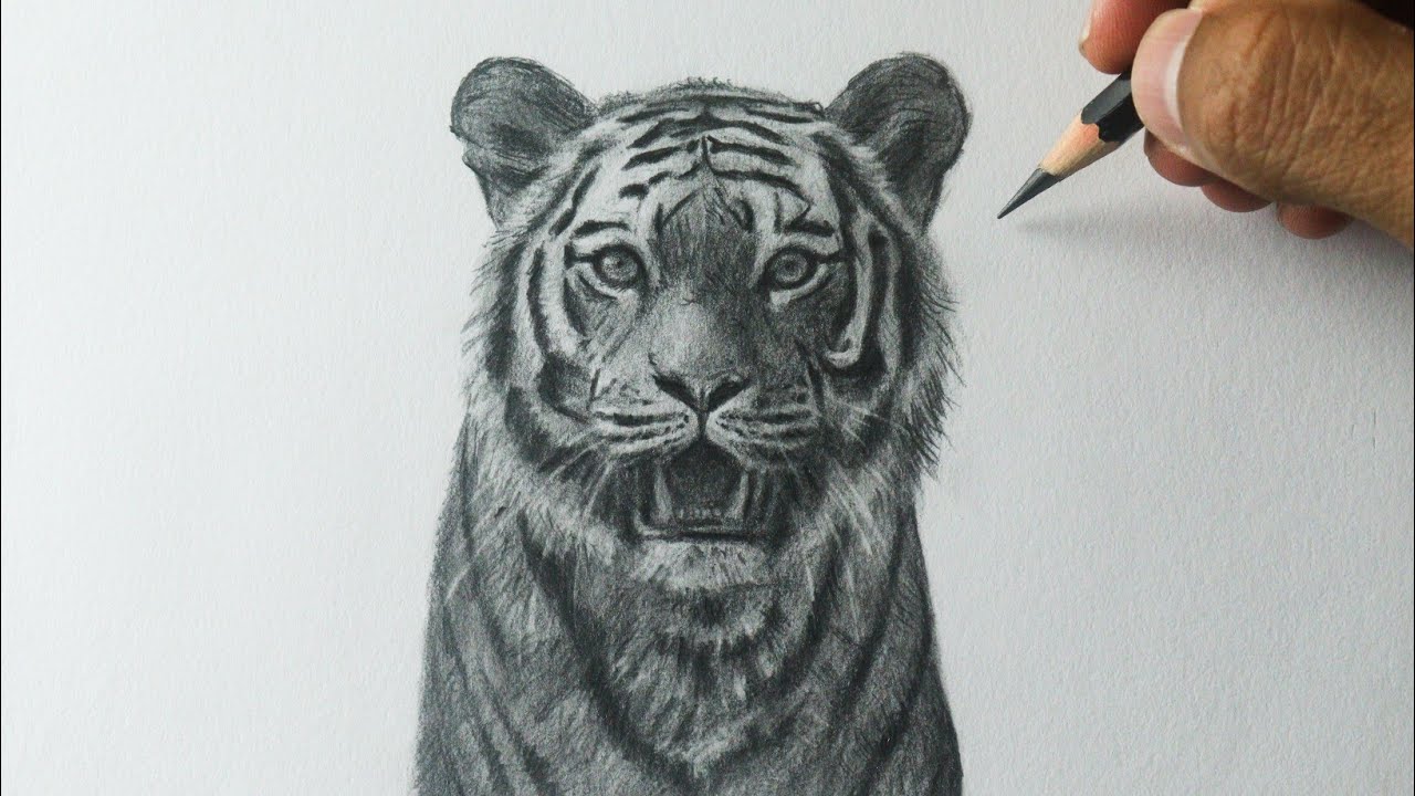 Como desenhar um TIGRE realista PASSO A PASSO narrado