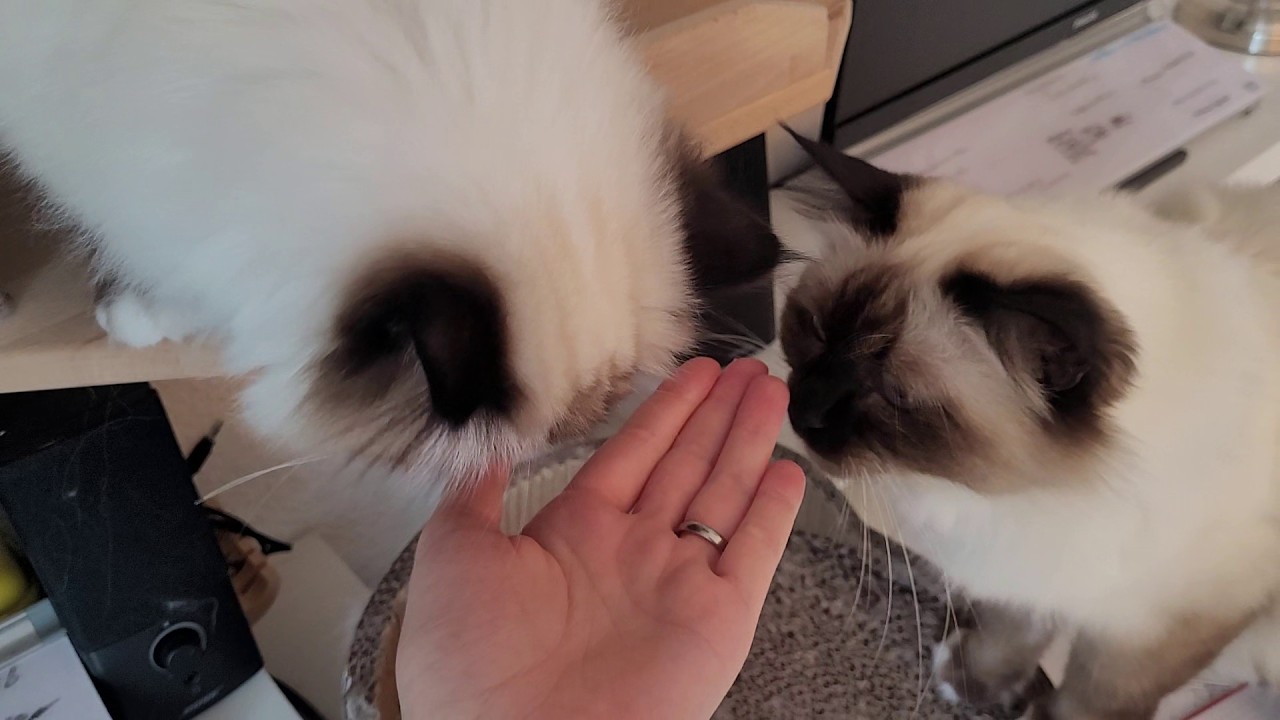 The Very Hungry Cat-erpillars