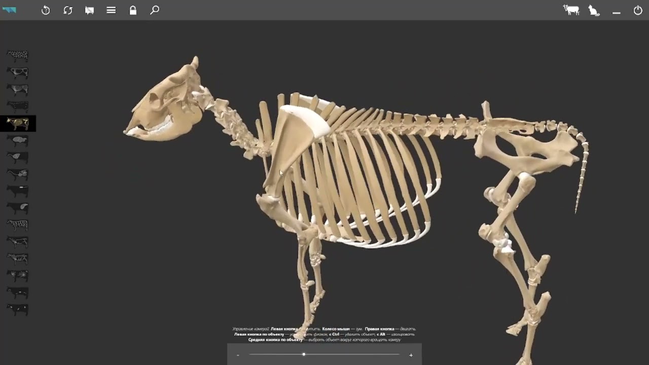 Деление скелета у животных #anatomy #veterinary #3danimation