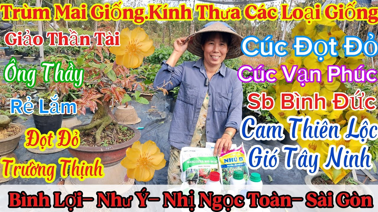 🍀19/3☎️0966603619☎️🌲Mai Vàng Giá Rẻ🌲40k-80k Nhiều Giống Mai Mới🌲Chia Sẽ Phân Thuốc Chăm Sóc Mai..🌲