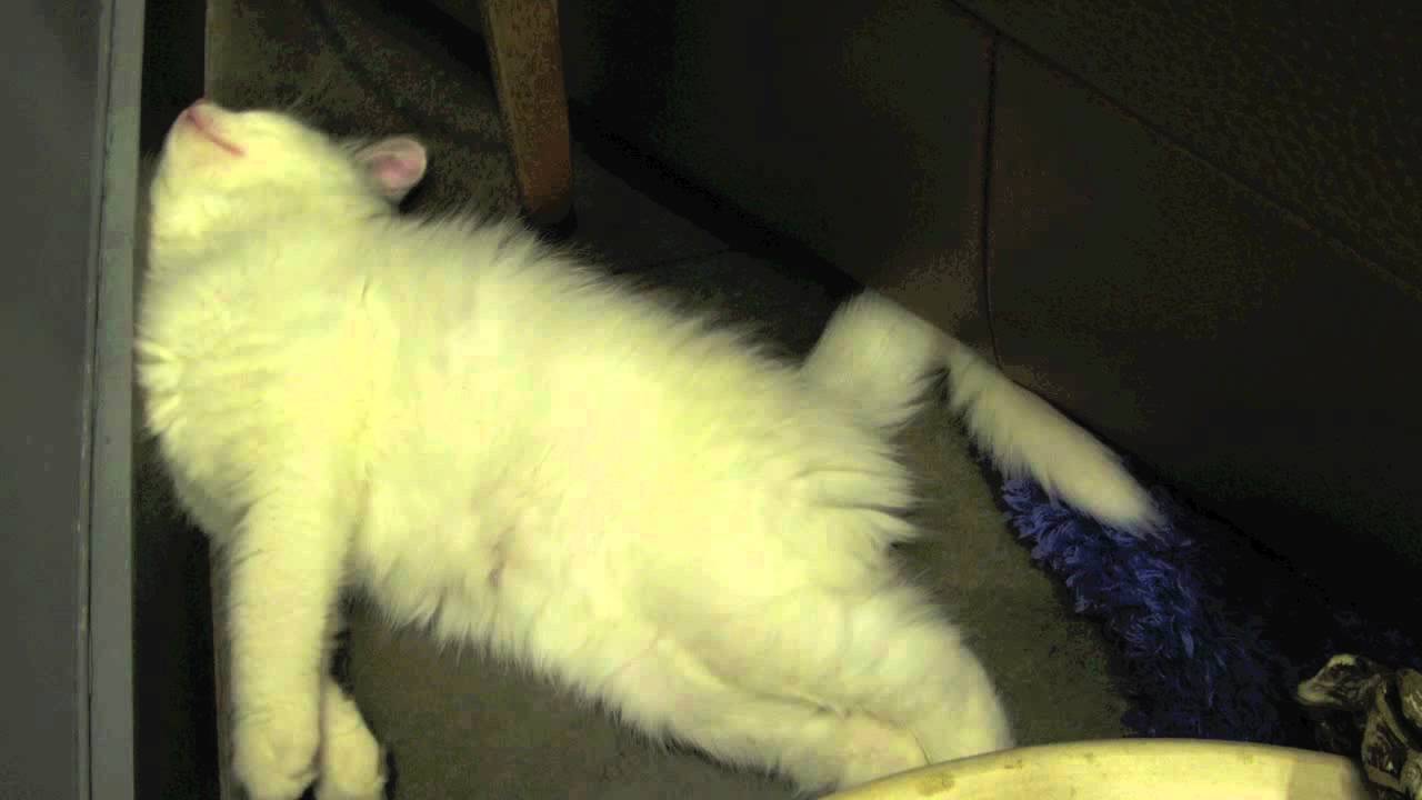 SuperKitten Shiktir: A Turkish Angora Kitten vs. the world