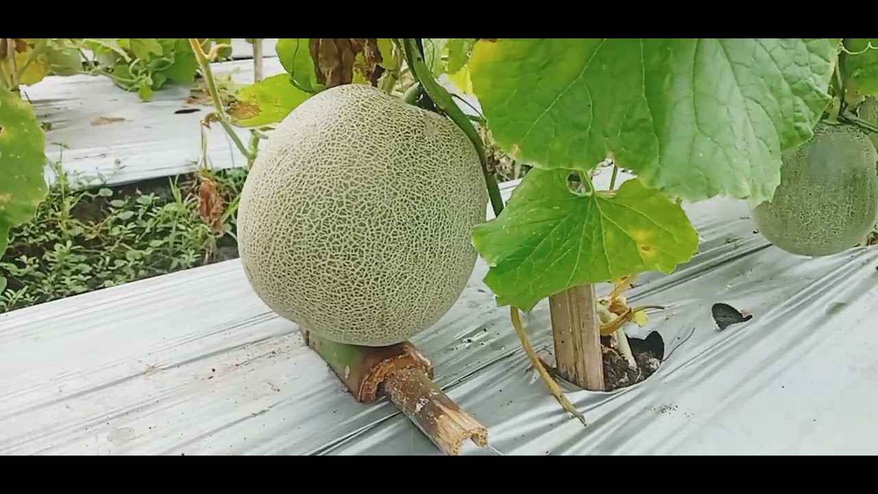 MELON UKURAN JUMBO