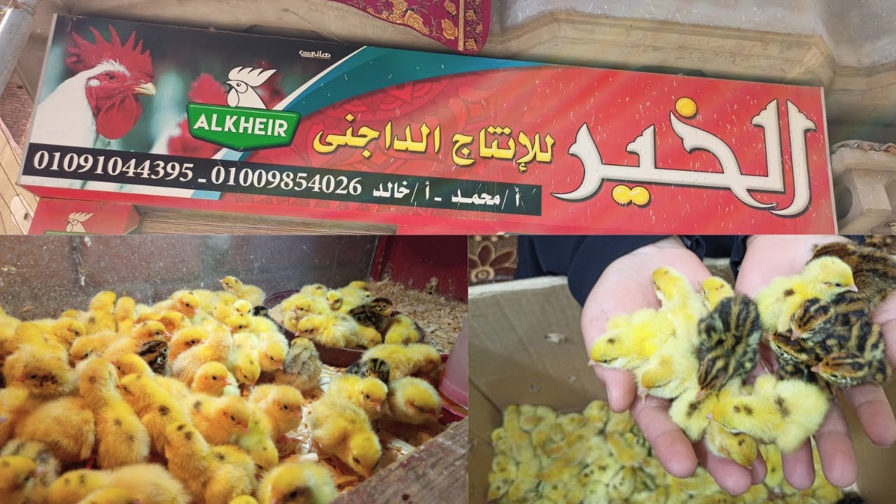 تحضين السمان البيور واهم اسباب موت السمان فتره التحضين