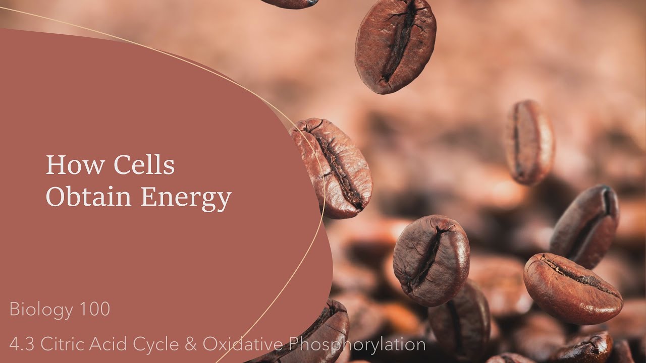 How Cells Obtain Energy : Citric Acid Cycle and Oxidative Phosphorylation