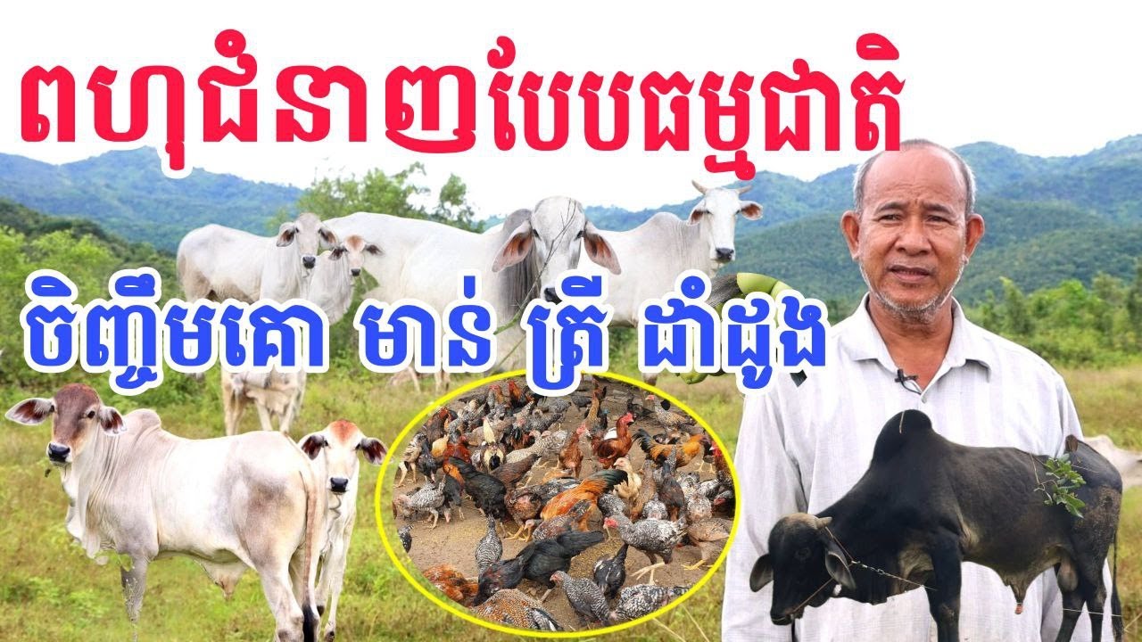 ពហុជំនាញ ចិញ្ចឹមគោ មាន់ ត្រី ដាំដំណាំដូងក្រអូប មៀន នៅជាប់ជើងភ្នំ