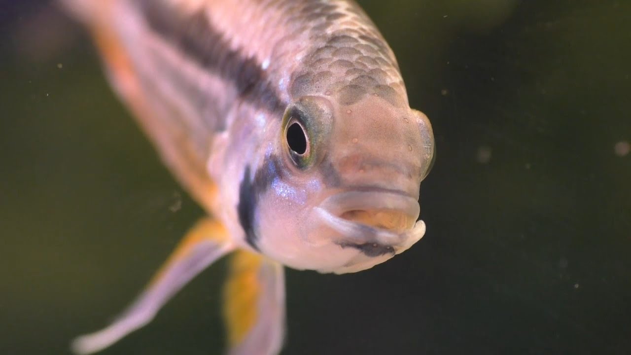 The Apistogramma Diaries (Chapter 2) The 10 Gallon Breeding Tank