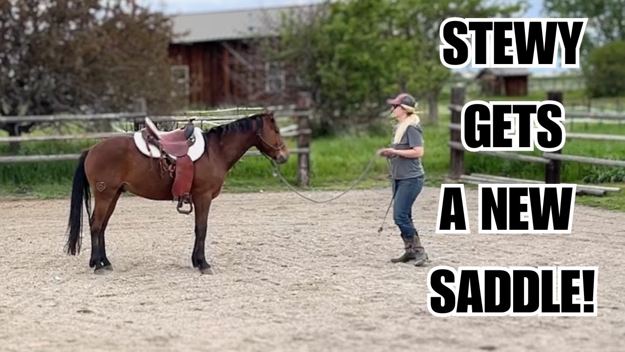 4 new SADDLES!  Will they fit any of the HORSES?  Let's find out!