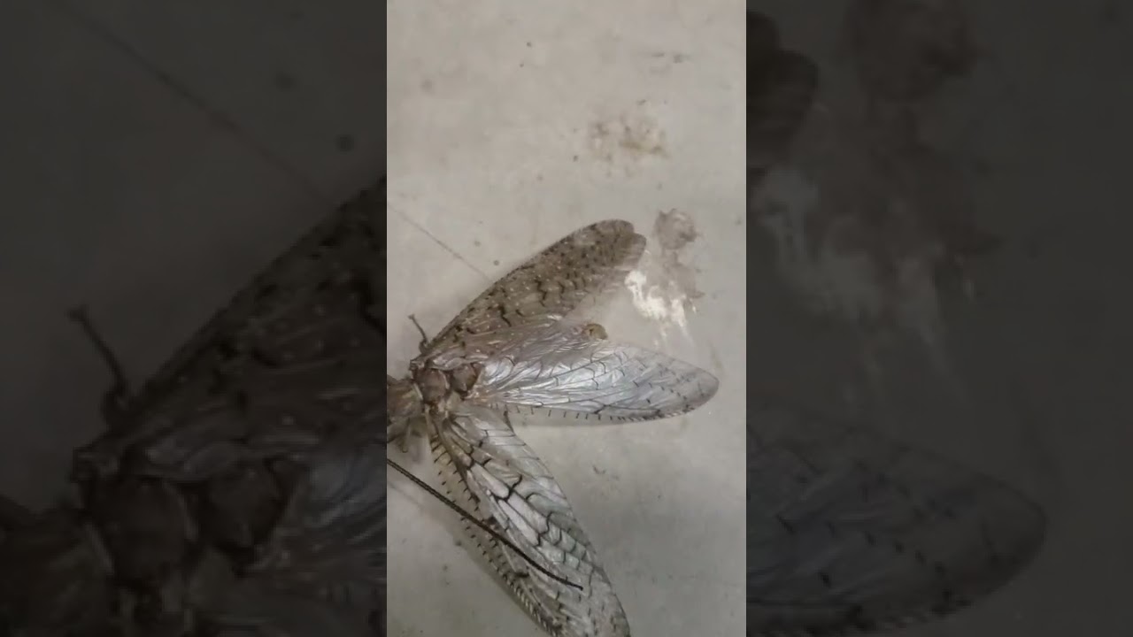 Ukraine has weird bugs. - WTF is this thing?